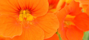 growing nasturtium from seed