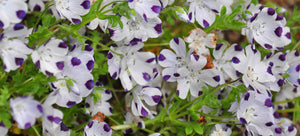 growing nemophila from seed