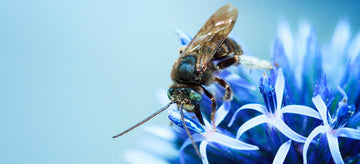 orchard mason bee on blue flower