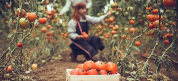 organic gardeners picking tomatoes from organic seeds