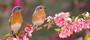 pair of backyard birds on flowering branch