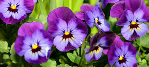 growing pansies from seed