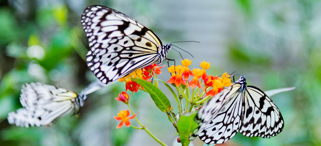 How (and Why) to Attract Butterflies and Moths to Your Garden