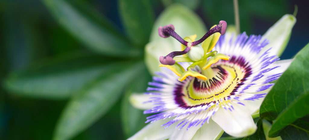 Passionate About A Good Night's Sleep? Passiflora Can Help!