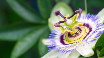 passionflower blossom