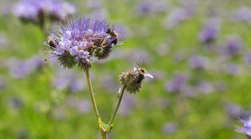 growing phacelia from seed