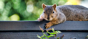 squirrel on garden fence
