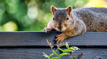 squirrel on garden fence