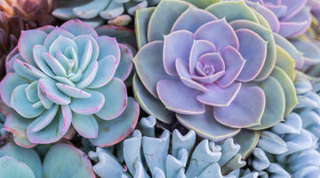 growing succulents from seed