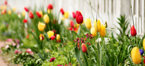 tulip garden by white picket fence
