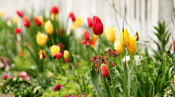 tulip garden by white picket fence