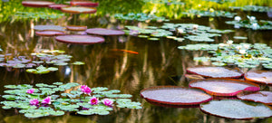 water garden with lilies and lotus flowers