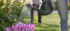 watering flower garden with watering can