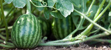 watermelon on the vine growing melons from seed