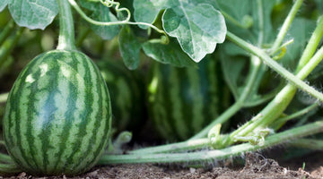 watermelon on the vine growing melons from seed