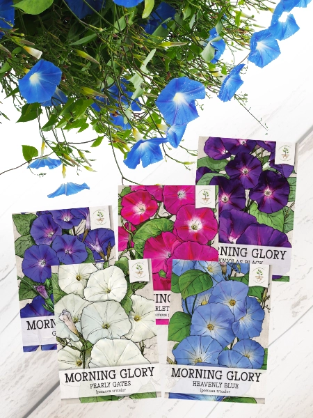 sweet william flower seeds Sweet William Wildflower Seeds For Planting (Dianthus barbatus) – Seed Needs LLC