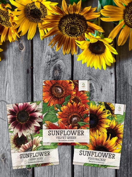 partial sun flower seeds Partial Shade Wildflower Mixture – Seed Needs LLC