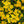 Basket of Gold Alyssum Seeds For Planting (Aurinia saxatilis)