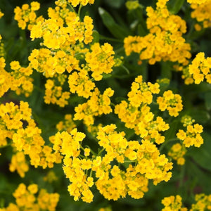 Basket of Gold Alyssum Seeds For Planting (Aurinia saxatilis)