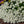 Carpet of Snow Alyssum Seeds For Planting (Lobularia maritima)