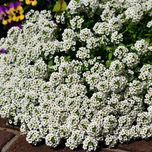 Carpet of Snow Alyssum Seeds For Planting (Lobularia maritima)