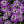 Royal Carpet Alyssum Seeds For Planting (Lobularia maritima)