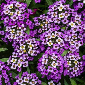 Royal Carpet Alyssum Seeds For Planting (Lobularia maritima)