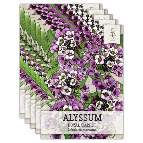 Royal Carpet Alyssum Seeds For Planting (Lobularia maritima)