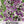 Royal Carpet Alyssum Seeds For Planting (Lobularia maritima)