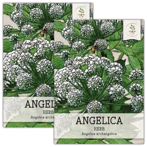 Angelica Herb Seeds For Planting (Angelica archangelica)