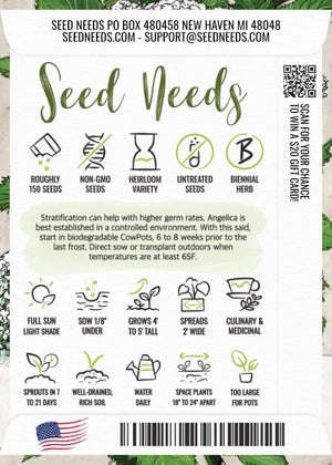 Angelica Herb Seeds For Planting (Angelica archangelica)