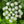 Anise Herb Seeds For Planting (Pimpinella anisum)
