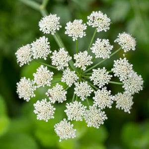 Anise Herb Seeds For Planting (Pimpinella anisum)