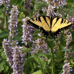 Anise Hyssop Herb Seeds For Planting (Agastache foeniculum)