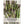 Mary Washington Asparagus Seeds For Planting (Asparagus officinalis)