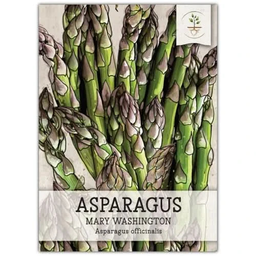 Mary Washington Asparagus Seeds For Planting (Asparagus officinalis)