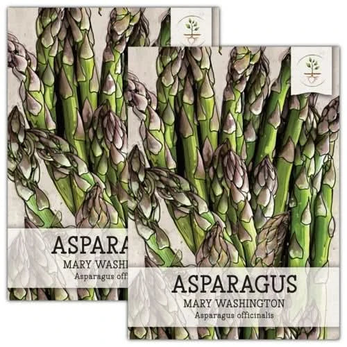 Mary Washington Asparagus Seeds For Planting (Asparagus officinalis)