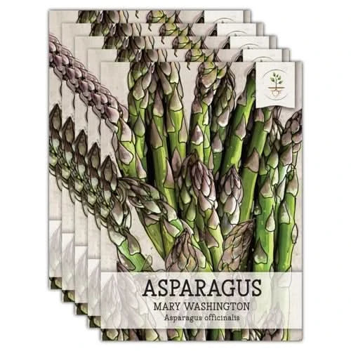 Mary Washington Asparagus Seeds For Planting (Asparagus officinalis)