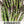 Mary Washington Asparagus Seeds For Planting (Asparagus officinalis)