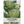 Green Globe Artichoke Seeds For Planting (Cynaria scolymus)