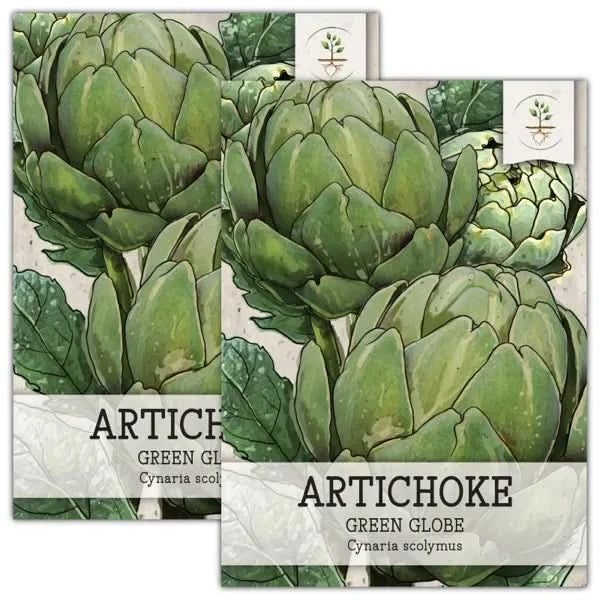 Green Globe Artichoke Seeds For Planting (Cynaria scolymus)