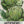 Green Globe Artichoke Seeds For Planting (Cynaria scolymus)