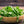 Arugula Herb Seeds For Planting (Eruca sativa)