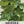 Arugula Herb Seeds For Planting (Eruca sativa)