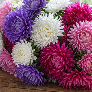 Crego Mixture China Aster Seeds For Planting (Callistephus chinensis)