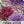 Crego Mixture China Aster Seeds For Planting (Callistephus chinensis)