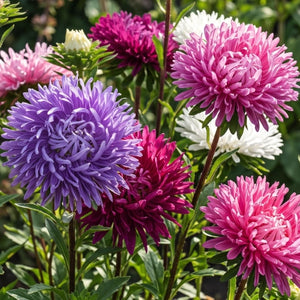Ostrich Feather China Aster Seeds For Planting (Callistephus chinensis)