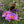 New England Aster Seeds For Planting (Aster novae-angliae)