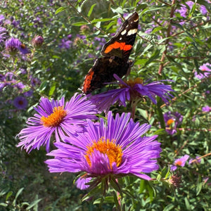 New England Aster Seeds For Planting (Aster novae-angliae)