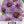 New England Aster Seeds For Planting (Aster novae-angliae)
